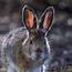Free Photo Snowshoe Hare  Animal Wildlife Wild Download Jooinn
