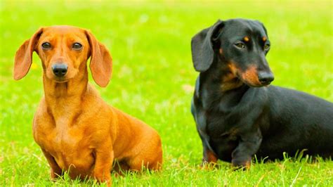 The 3 Types Of Dachshunds Do You Know Them All
