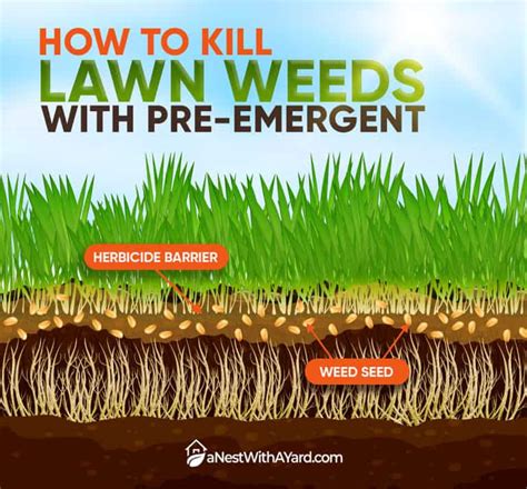 How To Kill Dallisgrass 2023 A Nest With A Yard