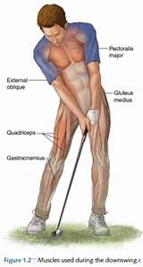 Pictures of Core Muscles Golf Swing