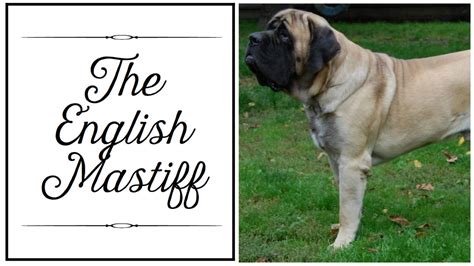 What Are The Different Types Of Mastiff Breeds And Which Is Best For
