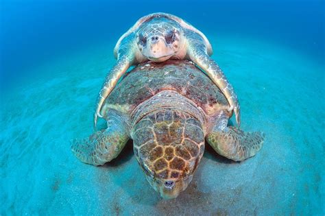 A Pair Of Endangered Loggerhead Sea Turtles Caretta