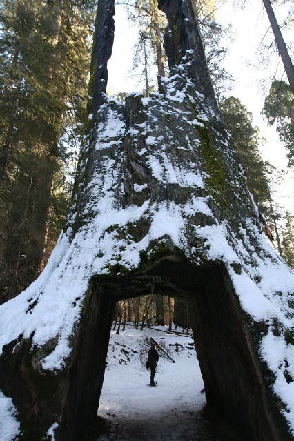 Through The Tunnel Tree Tuolumne Grove Yosemite National Flickr