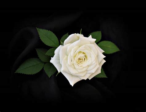 White Rose Wallpaper 72 1628x1258