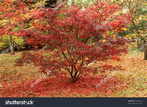 Beautiful Red Acer Tree Surrounded By Bright Red Leaves