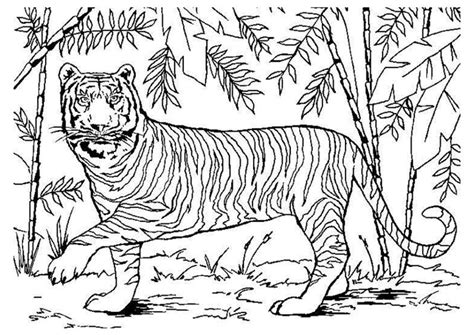 Tiger Ausmalbilder für Erwachsene kostenlos zum Ausdrucken Teil 3