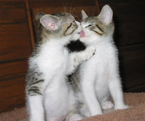 Kimmels Kittens For The Love Of Kittens