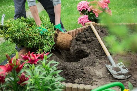 How To Dig Plant Holes For Your Landscaping Accurately Total