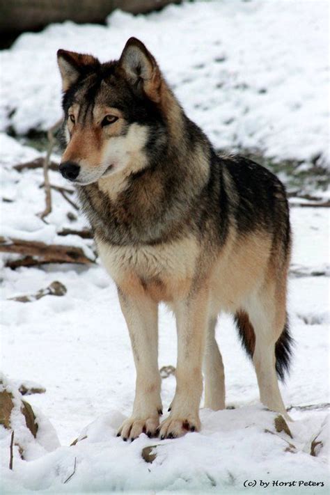 ☀timber Wolf Timberwolf 3 Beautiful Creatures Big