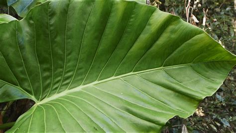 Slider Shot Of Large Rainforest Leaves Záběr Video 1345927 Shutterstock