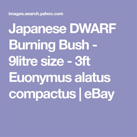 Japanese DWARF Burning Bush Litre Size Ft Euonymus Alatus