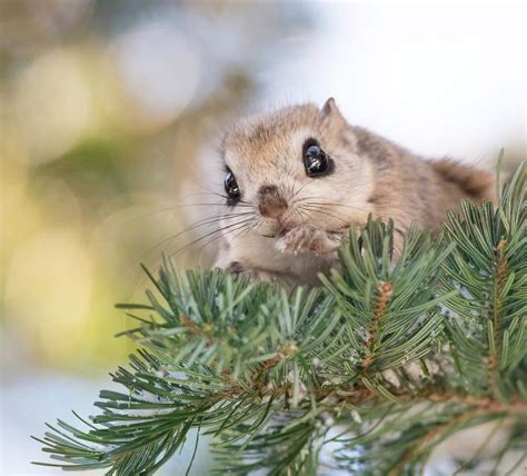 22 Photos Of Tiny Japanese Dwarf Flying Squirrels That Might Be The