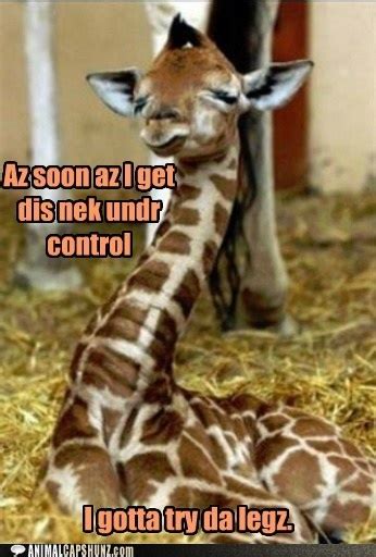 14 Best Giraffe Humor Images On Pinterest Funny Pics Giraffes And Ha Ha