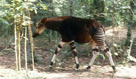 Wwf Blogs Okapi Animals Extinct Animals