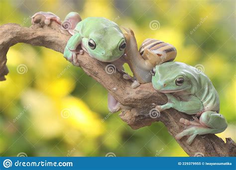 Two Dumpy Tree Frogs Resting In The Bushes Stock Image Image Of