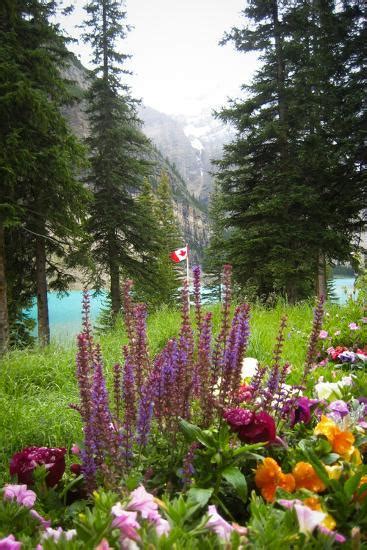 Banff Flowers In National Park Nature Photo Poster Prints