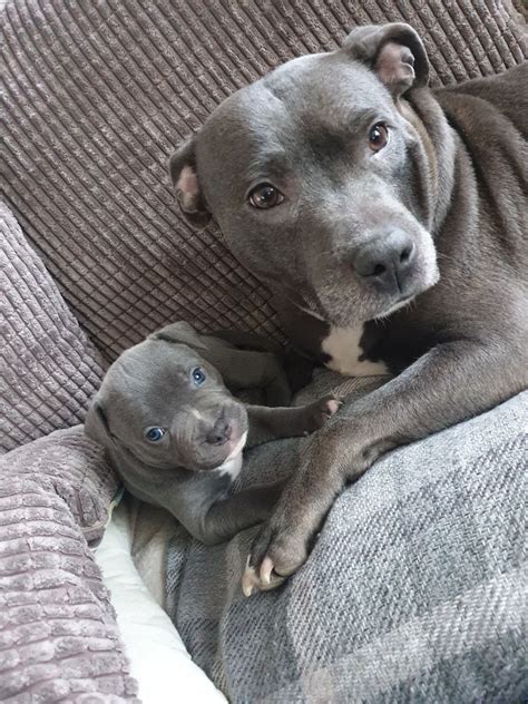 What's up with bella the blue staffy's new year's resolution? Blue Staffordshire Bullterrier Puppies | Glasgow, Lanarkshire | Pets4Homes