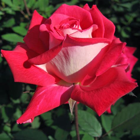 Sintético 101 Foto Que Necesitan Las Rosas Para Vivir Mirada Tensa