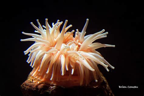 Phylum Cnidaria Sea Anemone Kingdom Animal I Pinterest Sea