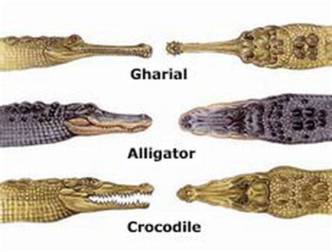 Odisha Has Renewed Its Effort To Revive The Population Of Gharials In