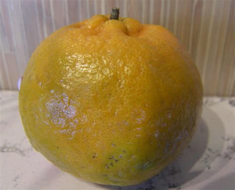 Chinese Honey Ponkan Mandarin Orange Eat Like No One Else