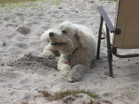 We did not find results for: Pyredoodle (Great Pyrenees-Poodle Mix) Info, Puppies, and ...
