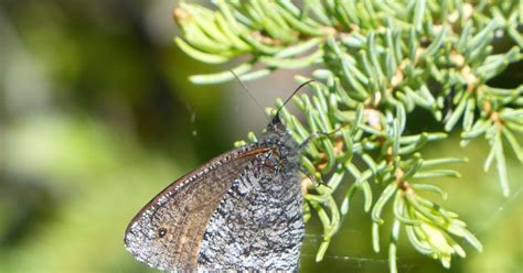 Yukon Butterflies Jutta Arctic