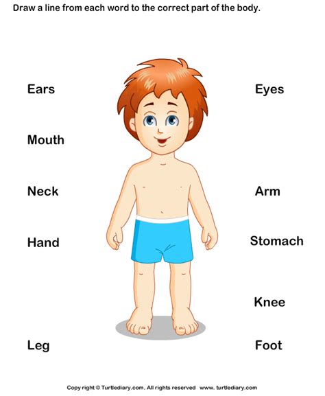 Human Body Parts For Kids