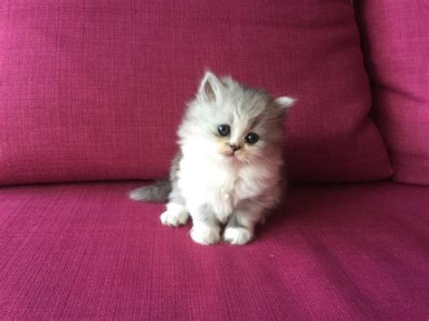 Persian Teacup Doll Face Kittens For Sale For Sale In Mc