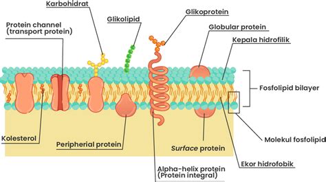 Perhatikan Gambar Struktur Membran Sel Berikut Bagian Glikoprotein