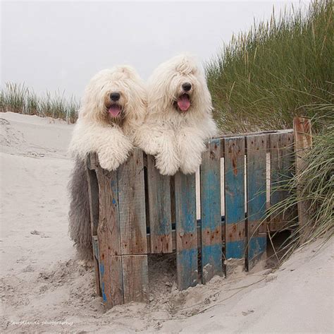 These Adorable Sheepdogs Are Pretty Much Inseparable