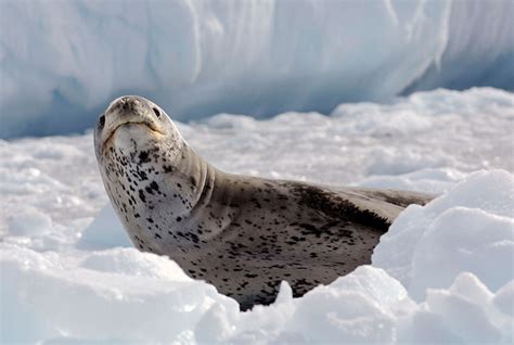 Meet The Leopard Seal Grace And Prowess In Antarctic Waters