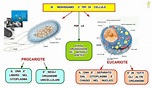 La cellula eucariote e procariote: l'evoluzione della vita - BioPills