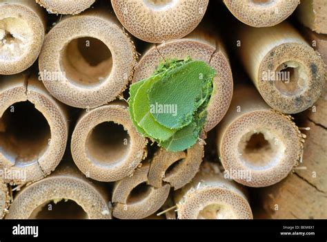 A Bamboo Home For Solitary Bees With A Nest Made By A Leafcutter Bee
