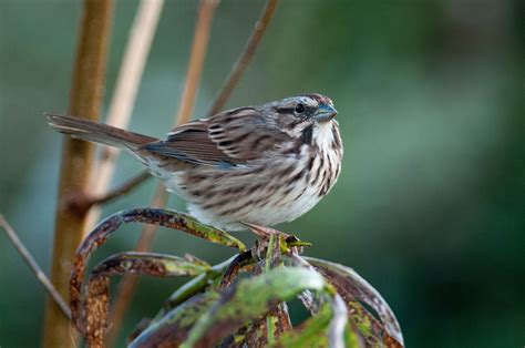 Song Sparrow | Song sparrow, Bird species, Sparrow