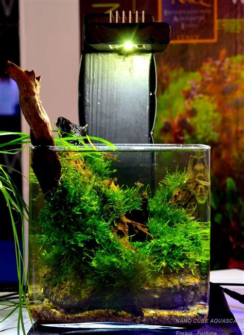 A comprehensive definition of the term describes aquascaping as underwater gardening, involving techniques of setting up, decorating and arranging a set of natural elements: 21 Best Aquascaping Design Ideas to Decor Your Aquarium ...