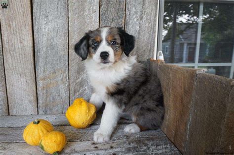 Find local australian shepherd dog puppies for sale and dogs for adoption near you. Rose - Australian Shepherd Puppy For Sale in Ohio