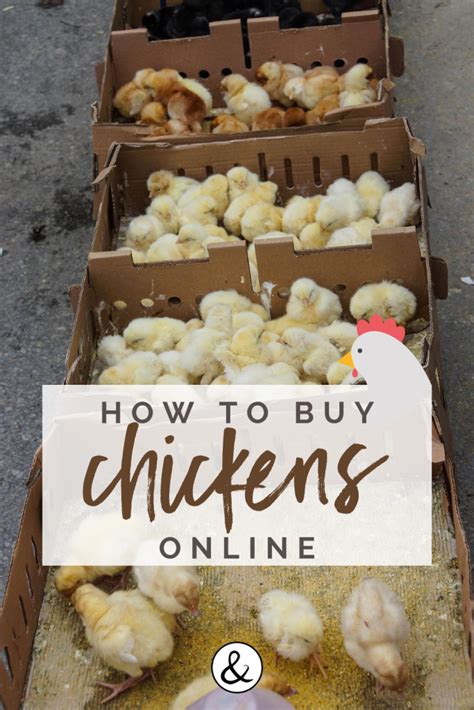 How To Buy Chickens Online All Natural And Good Homesteading