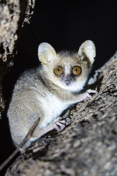 This Is The Gray Mouse Lemur They Are One Of The Smallest Primates