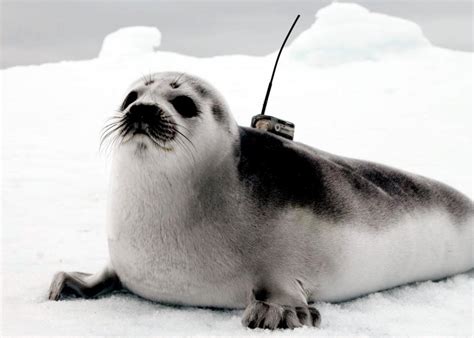 Ге́нри олу́сегун адео́ла сэ́мюэл (англ. Ribbon Seal - "OCEAN TREASURES" Memorial Library