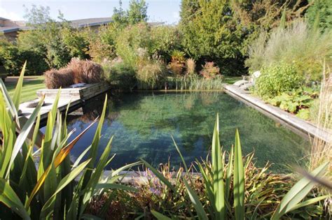 Natural Swimming Pools 101 Pros Cons And More Pool Research