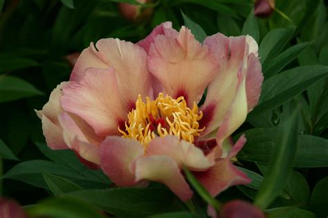 Court Jester Parkland Peonies