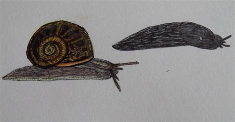 The Autistic Naturalist How To Draw Slugs And Snails