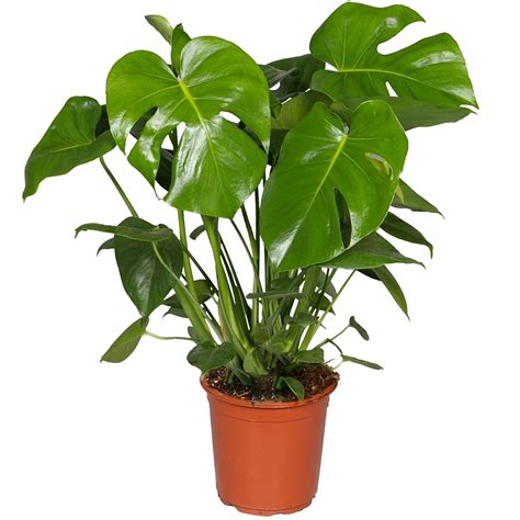 This unusual plant was once trendy as a houseplant in the 1980s and is now experiencing something of a revival in. Monstera Deliciosa Swiss Cheese Plant | Houseplant | Free ...