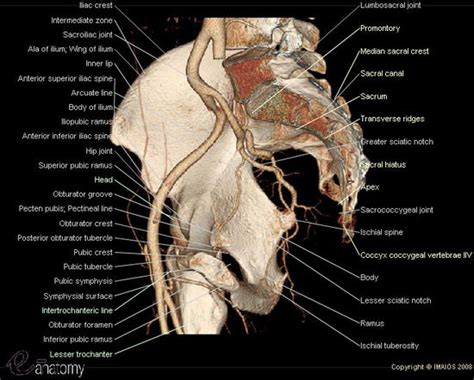 6.1a, b) is a bony ring consisting of paired innominate bones, the sacrum and coccyx. Arteries and bones of the lower extremity: Interactive ...