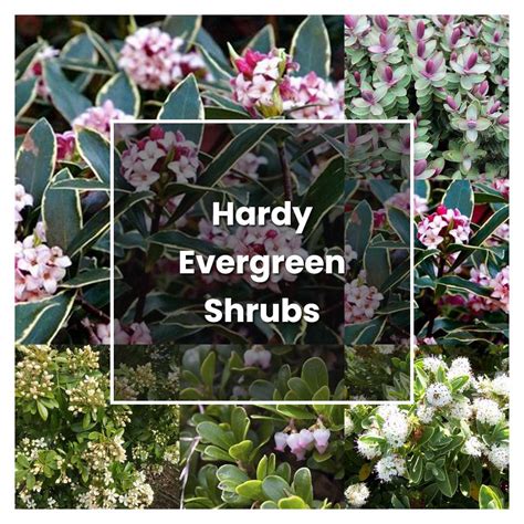 How To Grow Hardy Evergreen Shrubs Plant Care Tips Norwichgardener