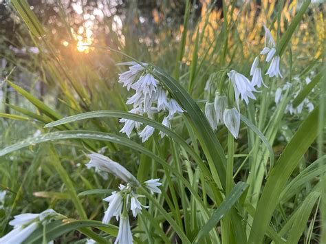 How To Identify Edible Wild Onions — Field Garlic Ramps Wild Leeks