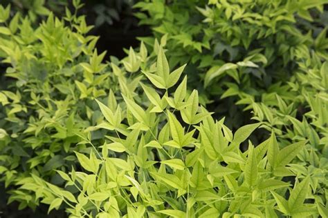 Lemon Lime Nandina Southern Living Plants