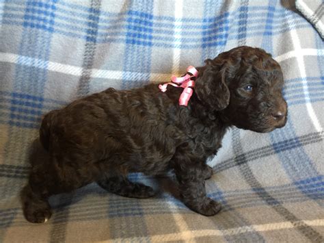 The breeder was very responsive to our questions and everything went. Standard Poodle Puppies For Sale | Chetek, WI #275208