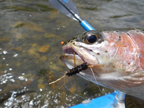 Fish Spotter Pats Rubber Leg